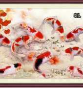 Nine coi carps