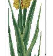 Thea Gouverneur TG 3072 Gladioli Yellow XSD