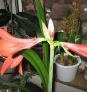 Amaryllis-Red ( Amaryllidaceae.)