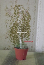 Russian birch from Chinese beads
