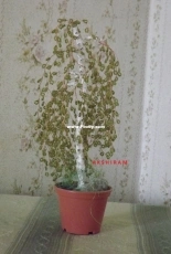 Russian birch from Chinese beads
