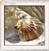 I Love CrossStitch  ILCS DG-003 Coral Shell III XSD