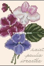 The Lilac Studio 50 - African Violet Blossoms XSD
