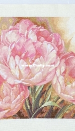 Dimensions trio tulip