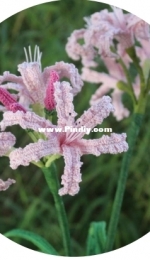 Flawless Crochet Flowers - Leticia Lebron - Nerine Diamond Lily Amaryllis Sarniensis