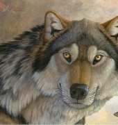 HAED HAESAS126 Canis Dirus