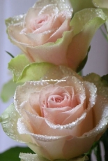 Levron - Roses