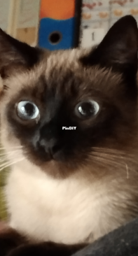This Is Abby my cat!