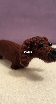 Dachshund Dog