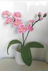 orchid