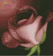 Solaria Gallery A Rose for You xsd