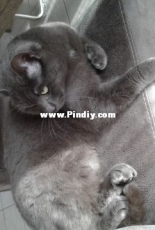 Cat mienne