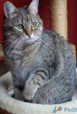Bastet