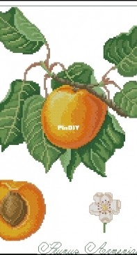 Il frutto del mese - Prunus Armeniaca from ricAmare magazine 2006  XSD + PCS