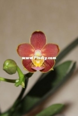 Orchids are my second hobby: Phal. Yaphon Perfume Сoffee