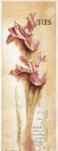 Iris Botanical (1).jpg