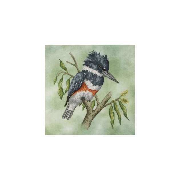 №52 Belted Kingfisher.jpg