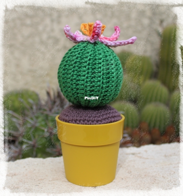 Cactus Juani (1).JPG