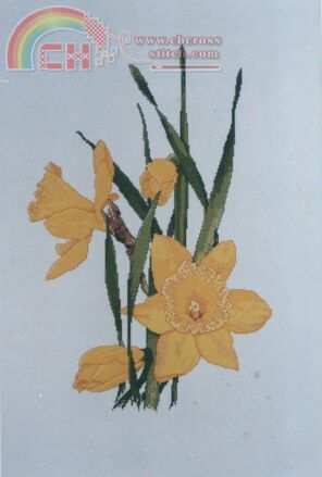 SL072 Daffodils.jpg