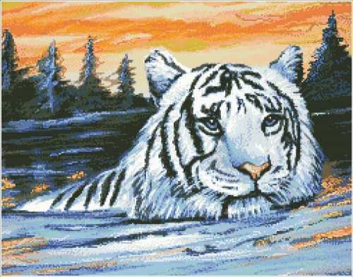 KK-+White+Tiger+Sunset.jpg