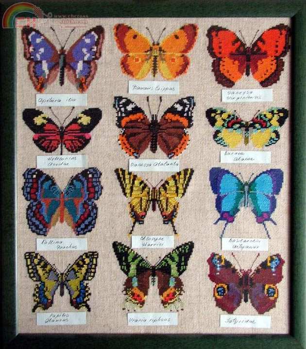 collection of butterflies.jpg