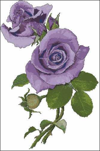 Purple Rose.jpg