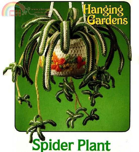 Spider Plant by Hanging Gardens