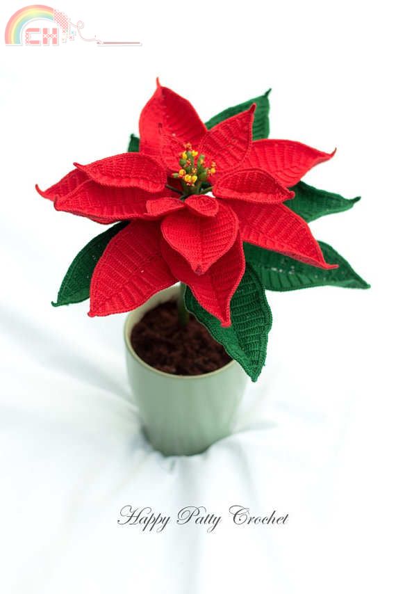 Poinsettia (Christmas Star).jpg